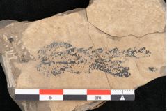 Foto (Detailansicht) von Lomatia synaphaeaefolia Unger (NHMW-GEO-2024-0188-11434)